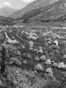 frutteto (Positivo) di Foto Bruno Stefani, Milano (1950/01/01 - 1969/12/31)