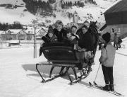 cavallo (Positivo) di Foto Tappeiner, Meran (1950/01/01 - 1979/12/31)