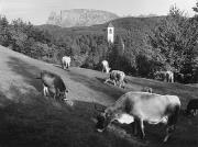 prato (Positivo) di Foto Fuchs-Hauffen, Überlingen (1950/01/01 - 1979/12/31)
