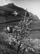 frutteto (Positivo) di Foto Löbl, Bad Tölz/Oberbayern (1950/01/01 - 1979/12/31)