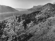 Obstbaum (Positivo) di Foto Fuchs-Hauffen, Überlingen (1950/01/01 - 1979/12/31)