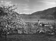 Obstbaum (Positivo) di Foto Fuchs-Hauffen, Überlingen (1950/01/01 - 1979/12/31)