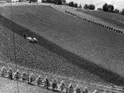 Kühe/Ochsen/Rinder bei der Feldarbeit (Positivo) (1940/01/01 - 1969/12/31)