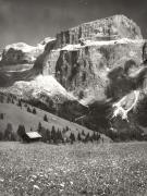 fiore (Positivo) di Foto Hermann Frass, Bozen (1950/01/01 - 1979/12/31)