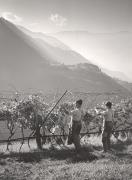 vigneto (Positivo) di Foto Müller-Brunke, Grassau (D) (1950/01/01 - 1979/12/31)