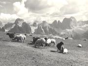 pecore al pascolo (Positivo) di Foto Edizioni Ghedina (1950/01/01 - 1979/12/31)