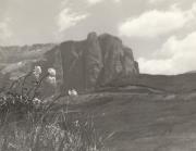 Trollblume (Positivo) di Foto E. Pedrotti, Bozen (1930/01/01 - 1965/12/31)