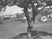 Kirschbaum (Positivo) di Foto Edizioni Ghedina (1950/01/01 - 1979/12/31)