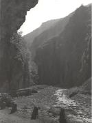 strada (Positivo) di Foto Pedrotti, Bozen (1940/01/01 - 1965/12/31)