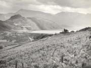 vitigno (Positivo) di Foto Hermann Frass, Bozen (1950/01/01 - 1979/12/31)