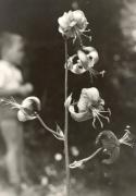 fiore (Positivo) di Foto E. Pedrotti, Bozen (1950/01/01 - 1965/12/31)
