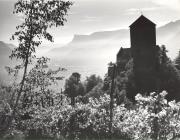 Weinberge in/bei Tirol (Positivo) di Foto Wenzel Fischer, Garmisch (1950/01/01 - 1979/12/31)