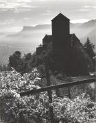 Weinberge in/bei Tirol (Positivo) di Foto Wenzel Fischer, Garmisch (1950/01/01 - 1979/12/31)