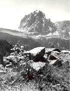 Blume(n) (Positivo) di Foto Mussner, St. Ulrich (1950/01/01 - 1979/12/31)