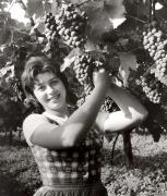 vitigno (Positivo) di Foto Fuchs-Hauffen, Überlingen (1960/01/01 - 1979/12/31)