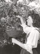 Winzer (Positivo) di Foto Löbl, Bad Tölz/Oberbayern (1950/01/01 - 1979/12/31)