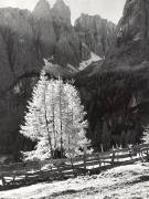 Lärche (Positivo) (1950/01/01 - 1979/12/31)