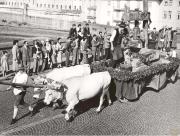 Fuhrwerk (Positivo) di Foto Siragusa (Magnabosco), Bz (1950/01/01 - 1969/12/31)