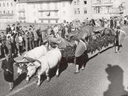 Fuhrwerk (Positivo) di Foto Siragusa (Magnabosco), Bz (1950/01/01 - 1969/12/31)
