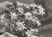 Edelweiß (Positivo) di Foto Edizioni Ghedina (1950/01/01 - 1979/12/31)