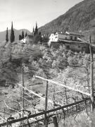 frutteto (Positivo) di Foto Löbl, Bad Tölz/Oberbayern (1950/01/01 - 1979/12/31)