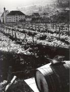 vigneto (Positivo) (1950/01/01 - 1979/12/31)