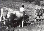 Pflug (Positivo) di Foto Sallaberger, Innsbruck (1950/01/01 - 1979/12/31)