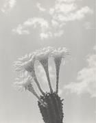 Kaktus (Positivo) di Foto E. Pedrotti, Bozen (1930/01/01 - 1965/12/31)
