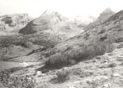 Zwergkiefer/Latsche (Positivo) (1950/01/01 - 1969/12/31)