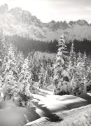 Fichtenwald (Positivo) di Foto Löbl, Bad Tölz/Oberbayern (1950/01/01 - 1979/12/31)