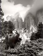 mucca/bovino (Positivo) di Foto Wenzel Fischer, Garmisch (1950/01/01 - 1979/12/31)