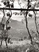 Weinberge in/bei Tirol (Positivo) di Foto Fuchs-Hauffen, Überlingen (1950/01/01 - 1979/12/31)