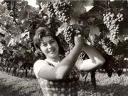 vigneto (Positivo) di Foto Fuchs-Hauffen, Überlingen (1950/01/01 - 1979/12/31)