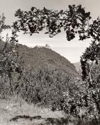 Obstbaum (Positivo) di Foto Fuchs-Hauffen, Überlingen (1950/01/01 - 1979/12/31)