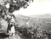 vitigno (Positivo) di Foto Hermann Frass, Bozen (1950/01/01 - 1979/12/31)