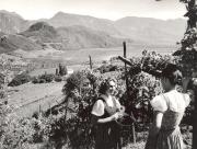 vitigno (Positivo) di Foto Hermann Frass, Bozen (1950/01/01 - 1979/12/31)