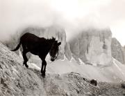 asino (Positivo) di Foto Wenzel Fischer, Garmisch (1950/01/01 - 1979/12/31)