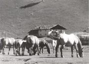cavallo (Positivo) di Foto Oswald Kofler, Meran (1950/01/01 - 1979/12/31)