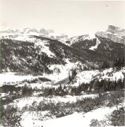 bosco (Positivo) (1950/01/01 - 1979/12/31)