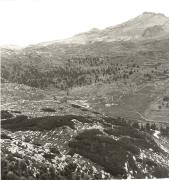 Zwergkiefer/Latsche (Positivo) (1950/01/01 - 1979/12/31)
