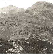 Zwergkiefer/Latsche (Positivo) (1950/01/01 - 1979/12/31)