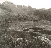 Zwergkiefer/Latsche (Positivo) (1950/01/01 - 1979/12/31)