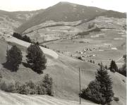 bosco (Positivo) (1950/01/01 - 1979/12/31)