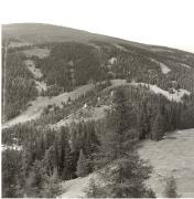 bosco (Positivo) (1950/01/01 - 1979/12/31)