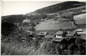 bosco (Positivo) (1950/01/01 - 1969/12/31)