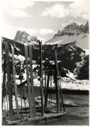 Wintersport, Skier (Positivo) di Foto Carlo Albasini, Brixen (1950/01/01 - 1969/12/31)