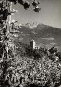 vitigno (Positivo) di Foto Dr. Frass, Bozen (1950/01/01 - 1979/12/31)