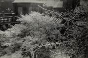 Motiv: Winter (Positivo) di Foto Pedrotti, Bozen (1950/01/01 - 1969/12/31)