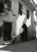 cane (Positivo) di Foto Müller-Brunke, Chiemgau (1950/01/01 - 1969/12/31)