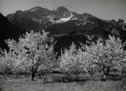 Motiv: Frühling (Positivo) di Foto Löbl, Bad Tölz/Oberbayern (1950/01/01 - 1969/12/31)